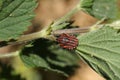 A pretty rare Striped Shield Bug, Graphosoma lineatum, perching on a Stinging Nettle leaf in the UK.