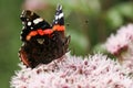 A pretty Red Admiral Butterfly, Vanessa atalanta, nectaring on a pink flower.