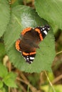 A pretty Red Admiral Butterfly Vanessa atalanta perched on a leaf.