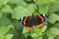 A pretty Red Admiral Butterfly Vanessa atalanta perched on a leaf.