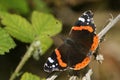 A pretty Red Admiral Butterfly Vanessa atalanta perched on a plant.