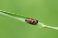 A pretty Red and black Froghopper Cercopis vulnerata perching on a blade of grass. Royalty Free Stock Photo