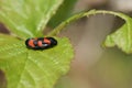 A Red-and-black Froghopper, Cercopis vulnerata, perching on a bramble leaf in spring in the UK.