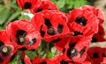 Pretty red and black poppies in a summery english garden