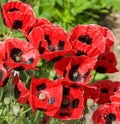 Pretty red and black poppies in a summery english garden