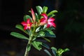 Pretty Red Blooming Adenium Obesum Or Desert Rose Flower On Dark Blurry