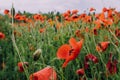 Pretty red blooming poppy flowers. Summer meadow with wildflowers in bloom. Countryside landscape Royalty Free Stock Photo