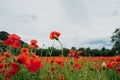 Pretty red blooming poppy flowers. Summer meadow with wildflowers in bloom. Countryside landscape Royalty Free Stock Photo