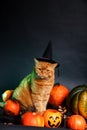 Pretty red cat in witch hat sitting between orange pumpkins on black background. Halloween cat Royalty Free Stock Photo