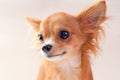 Pretty red chihuahua puppy portrait