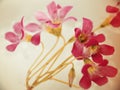 Pretty red colored wild flowers in glass of water Royalty Free Stock Photo