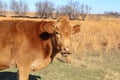 Pretty red cow side view looking at camera with it`s tongue showing in its mouth in field with tree line and black cows in backgr Royalty Free Stock Photo