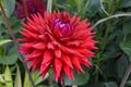 Pretty red flower