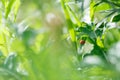 Pretty red ladybird beetle or ladybug Coccinellidae in lush greenery of wild flowers and grasses in beautiful wild summer meadow