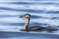 Pretty red necked grebe in the water Royalty Free Stock Photo