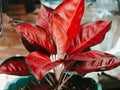 Pretty red plant aglonema flowering plant