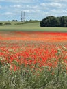 Pretty Red Poppy Fields Royalty Free Stock Photo