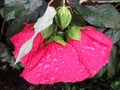 Pretty Red Rain Soaked Hibiscus Flowers