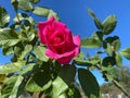 Pretty Red Rose, Green Leaves and Blue Sky Royalty Free Stock Photo