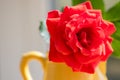 Pretty red rose in yellow jug vase. Selective focus close-up Royalty Free Stock Photo