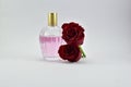 Pretty Red roses and a rose perfume bottle on white background Royalty Free Stock Photo