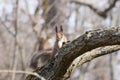 Pretty red squirell sits on the branch and looks streight. Royalty Free Stock Photo