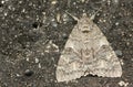 A beautiful Red Underwing Catocala nupta perching on a wall in the UK.