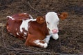 Pretty red and white little calf sitting alone. young cow. Royalty Free Stock Photo