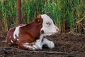 Pretty red and white little calf sitting alone. young cow. Royalty Free Stock Photo