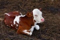 Pretty red and white little calf sitting alone. young cow. Royalty Free Stock Photo