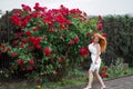 Pretty redhead girl dressed in a white light dress on a background of blooming roses. Outdoor