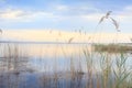 Pretty reeds swaying softly in blue golden Lake Royalty Free Stock Photo