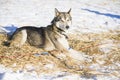 Pretty resting husky dog Royalty Free Stock Photo