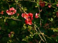 Pretty rich red flowers on small brush branches Royalty Free Stock Photo