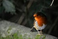 Pretty robbin from Paignton Zoo. Royalty Free Stock Photo