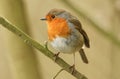 A stunning Robin Erithacus rubecula perched on a branch. Royalty Free Stock Photo