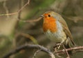 A pretty Robin, Erithacus rubecula, perched on a branch in a tree. Royalty Free Stock Photo