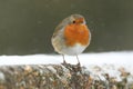 A stunning Robin Erithacus rubecula perched on a concrete bridge in a snowstorm. Royalty Free Stock Photo