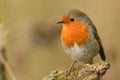 A stunning Robin Erithacus rubecula perched on a branch. Royalty Free Stock Photo