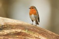 A stunning Robin Erithacus rubecula perched on a tree branch. Royalty Free Stock Photo