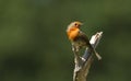 A pretty Robin, Erithacus rubecula, perched on a tree stump. Royalty Free Stock Photo