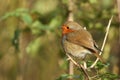 A pretty Robin Erithacus rubecula perched on a twig. Royalty Free Stock Photo