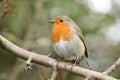 A pretty Robin, Erithacus rubecula, perching on a branch in a tree. Royalty Free Stock Photo