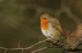 A beautiful Robin Erithacus rubecula perching on a branch in a tree. Royalty Free Stock Photo