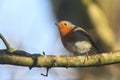 A beautiful Robin, Erithacus rubecula, perching on a branch in a tree. Royalty Free Stock Photo