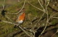 A beautiful Robin, Erithacus rubecula, perching on a branch in a tree. Royalty Free Stock Photo