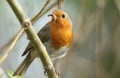 A beautiful Robin, Erithacus rubecula, perching on a branch in a tree with a Caterpillar in its beak. Royalty Free Stock Photo
