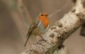 A pretty Robin, Erithacus rubecula, perching on a branch in woodland. Royalty Free Stock Photo