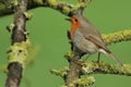 A pretty Robin, Redbreast, Erithacus rubecula, perching on a branch of a tree covered in lichen. Royalty Free Stock Photo