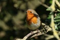 A cute Robin, redbreast, Erithacus rubecula, perching on a branch of a tree. Royalty Free Stock Photo